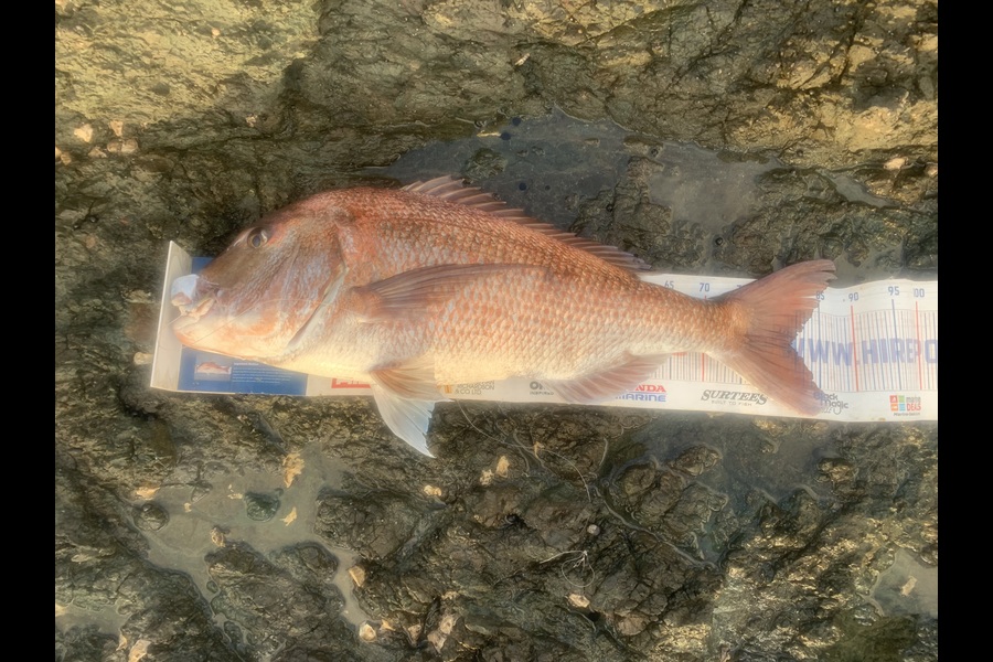 Mark Piskulic caught this 81.5cm Snapper at Far North during The Export NZ Fishing Competition